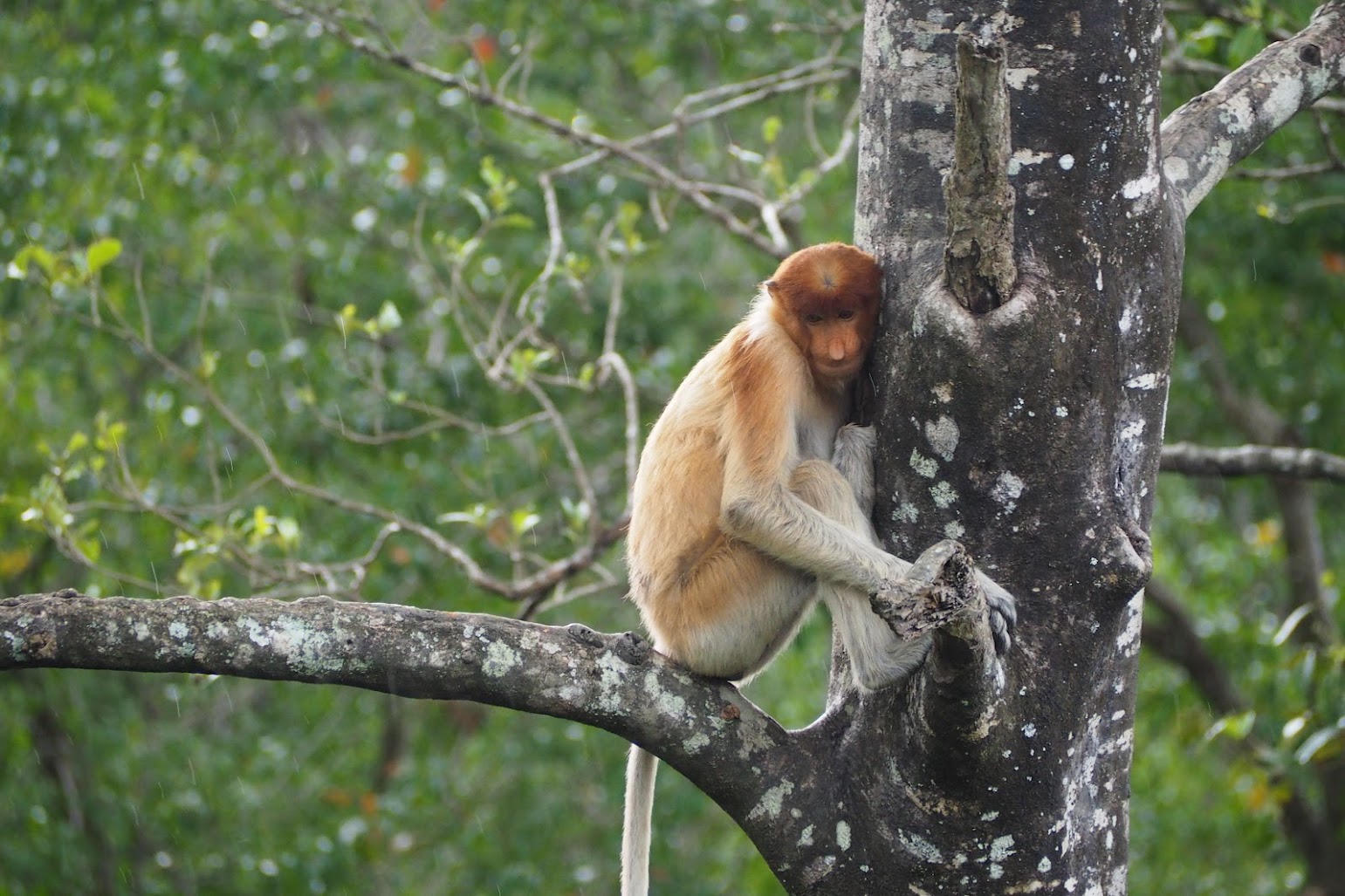 Borneo: Where wonder meets responsibility